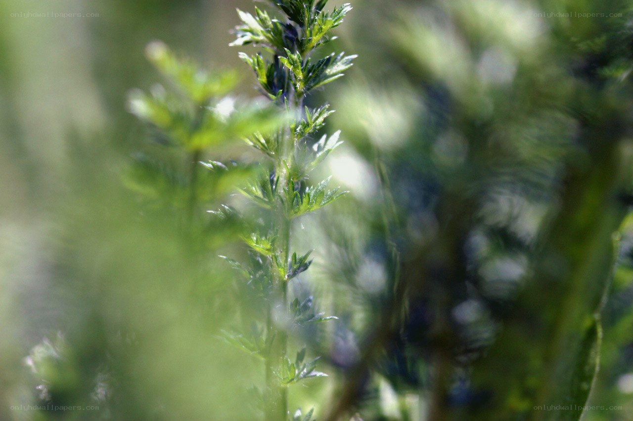 green plant in sunlight