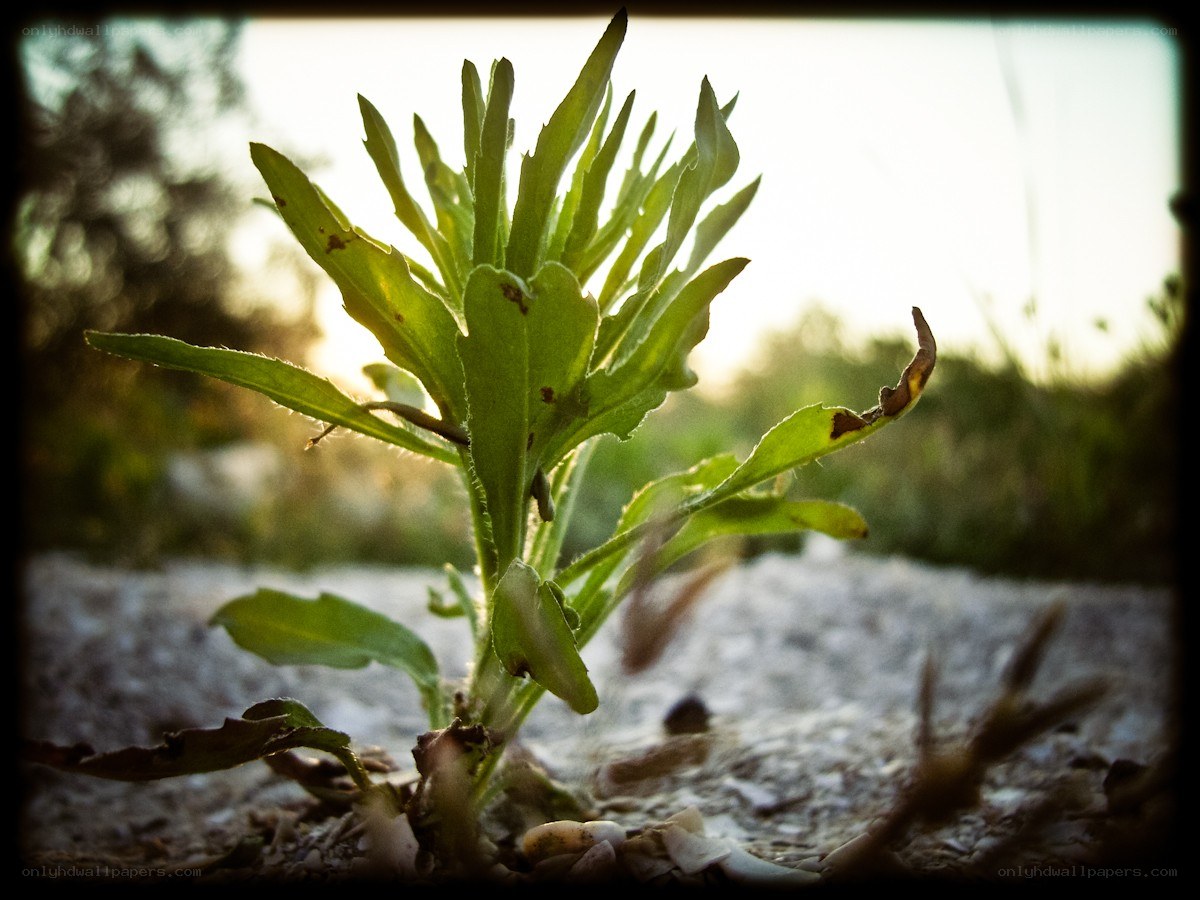 green plant in sunlight