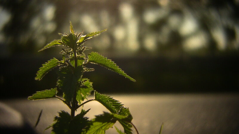 green plant in sunlight