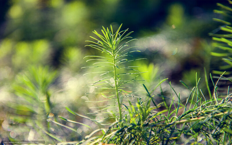 Green plant in sunlight