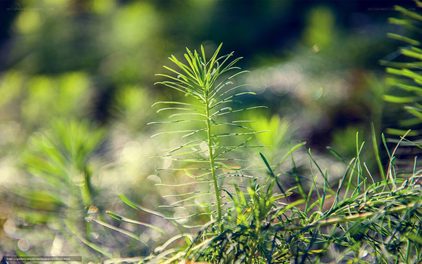 Green plant in sunlight