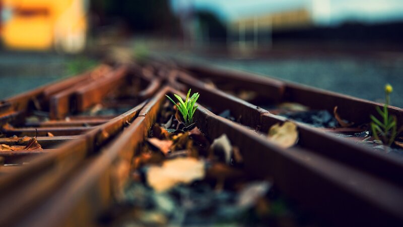 Green Plant in Train Tracks