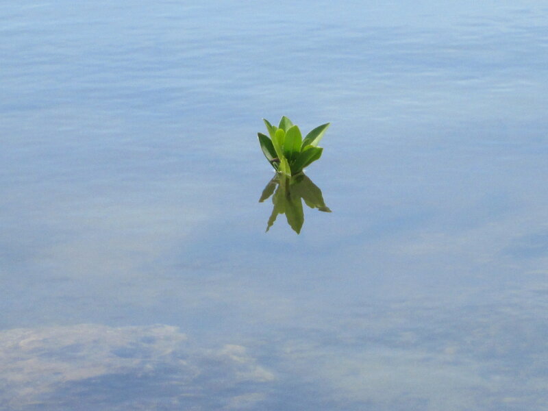 Green Plant in Water — Blue