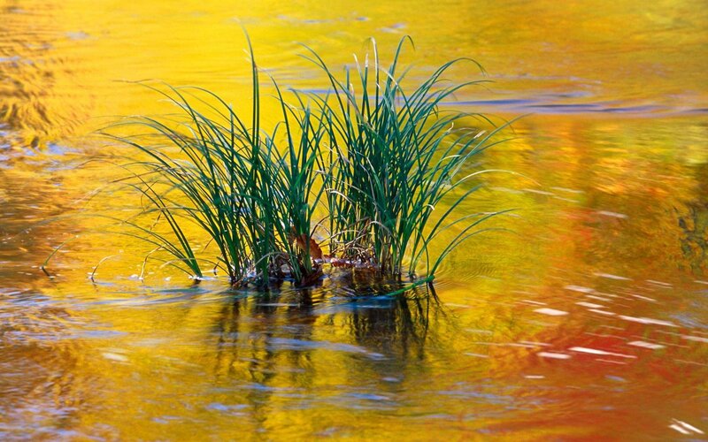 Green Plant in Water