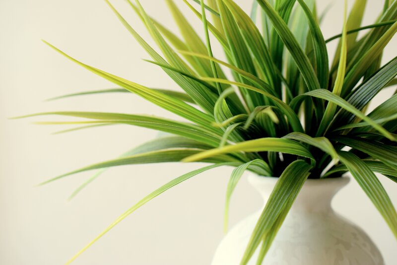 green plant in white vase