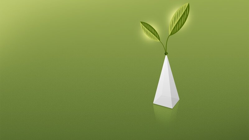 green plant in white vase