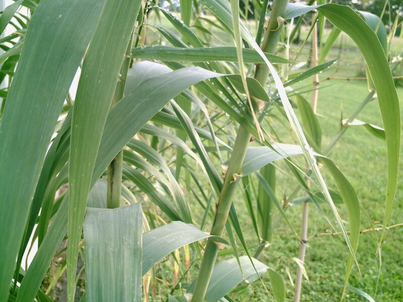 Green Plant Leaves — Calm, Morning