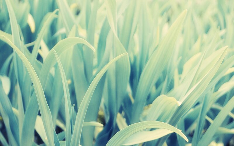 Green Plant Leaves — Calm, Photograph, Blue
