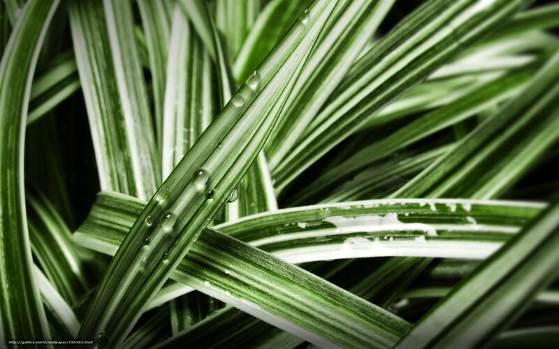 Green Plant Leaves — Calm, Photograph