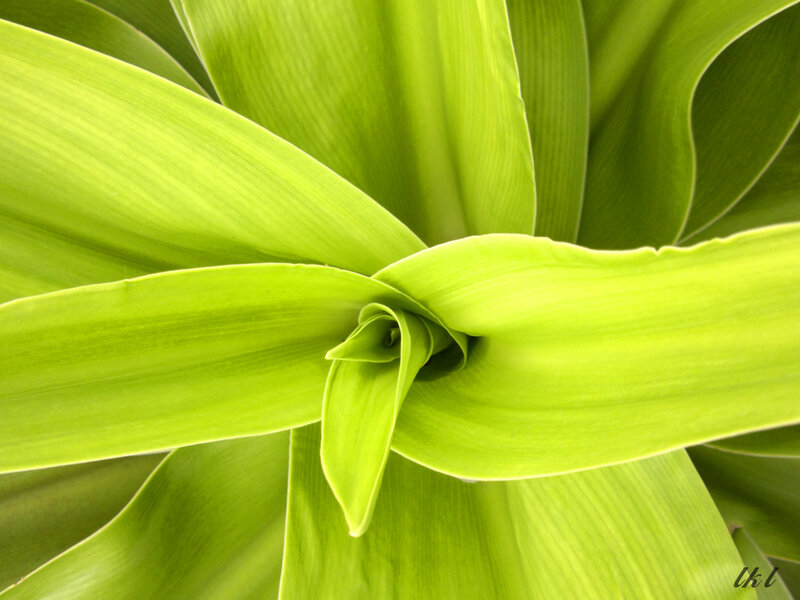 Green Plant Leaves — Calm
