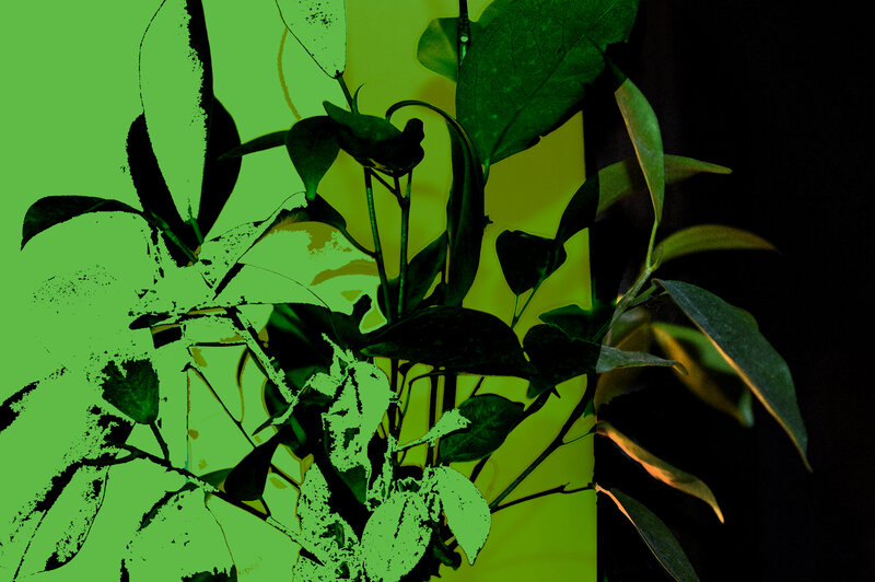Green Plant Leaves — Dramatic