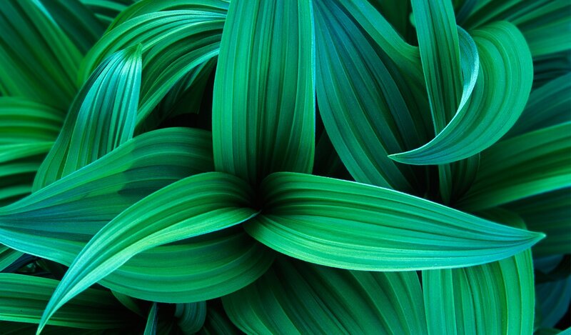 Green Plant Leaves — Natural