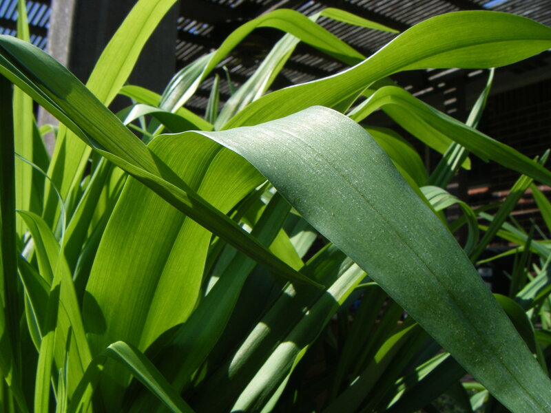 Green Plant Leaves — Serene, Afternoon, Photograph, Sunlight