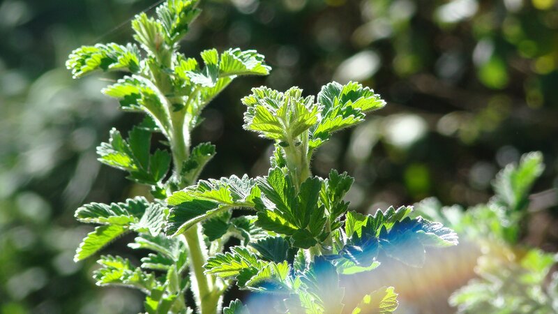 Green Plant Leaves — Serene, Afternoon
