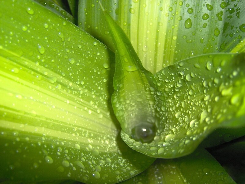 Green Plant Leaves — Serene, Photograph, Water Droplets