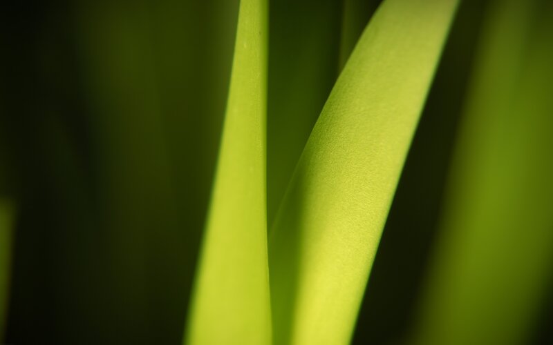 Green Plant Leaves — Serene