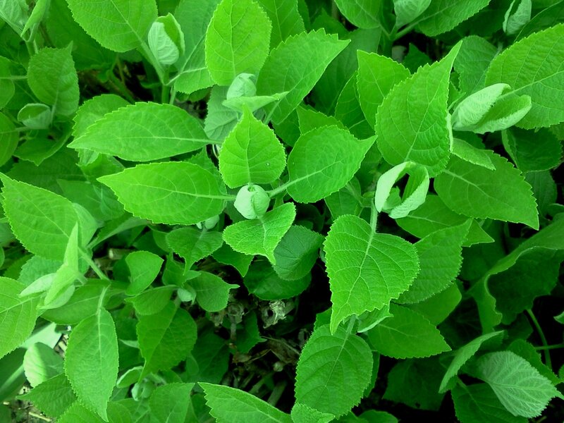 Green Plant Leaves