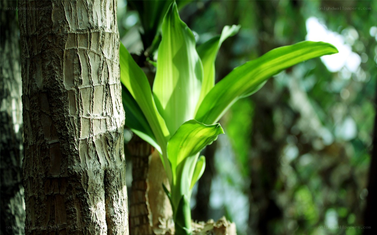 Green plant near tree trunk