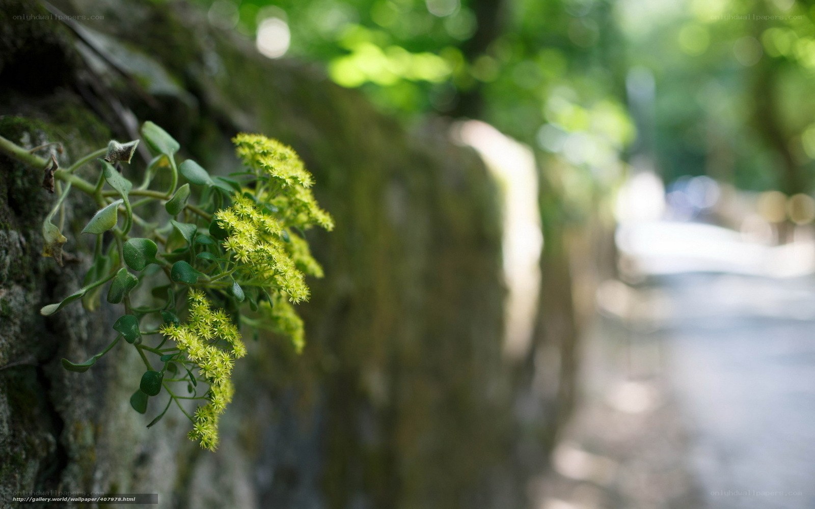 Green plant on a stone wall