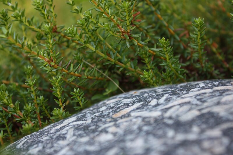 Green Plant on Rock