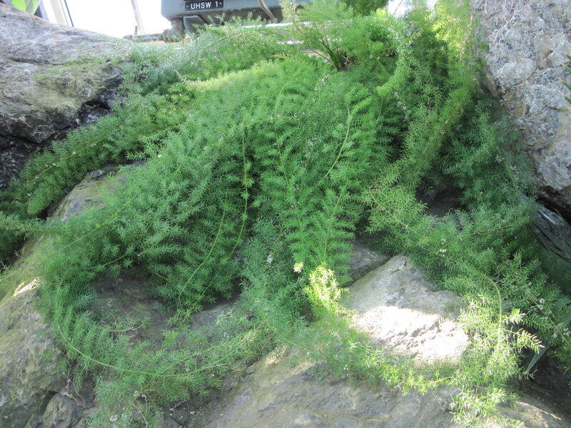 Green Plant on Rocks — Natural