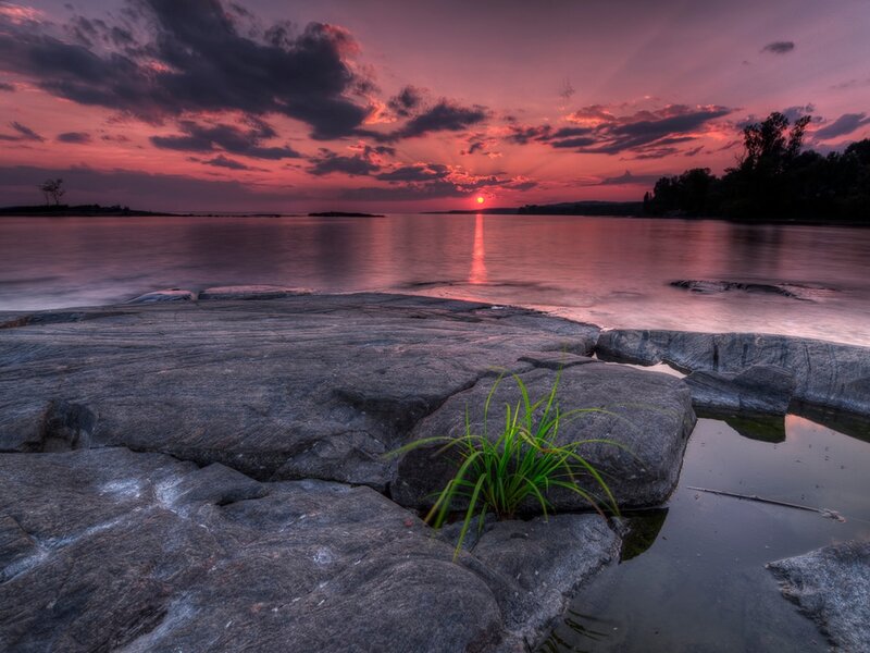 Green Plant on Rocks