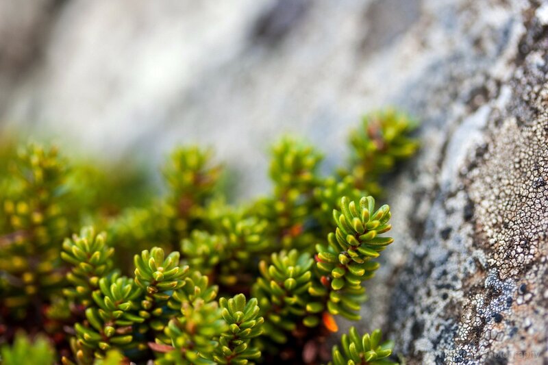 green plant on rocky surface