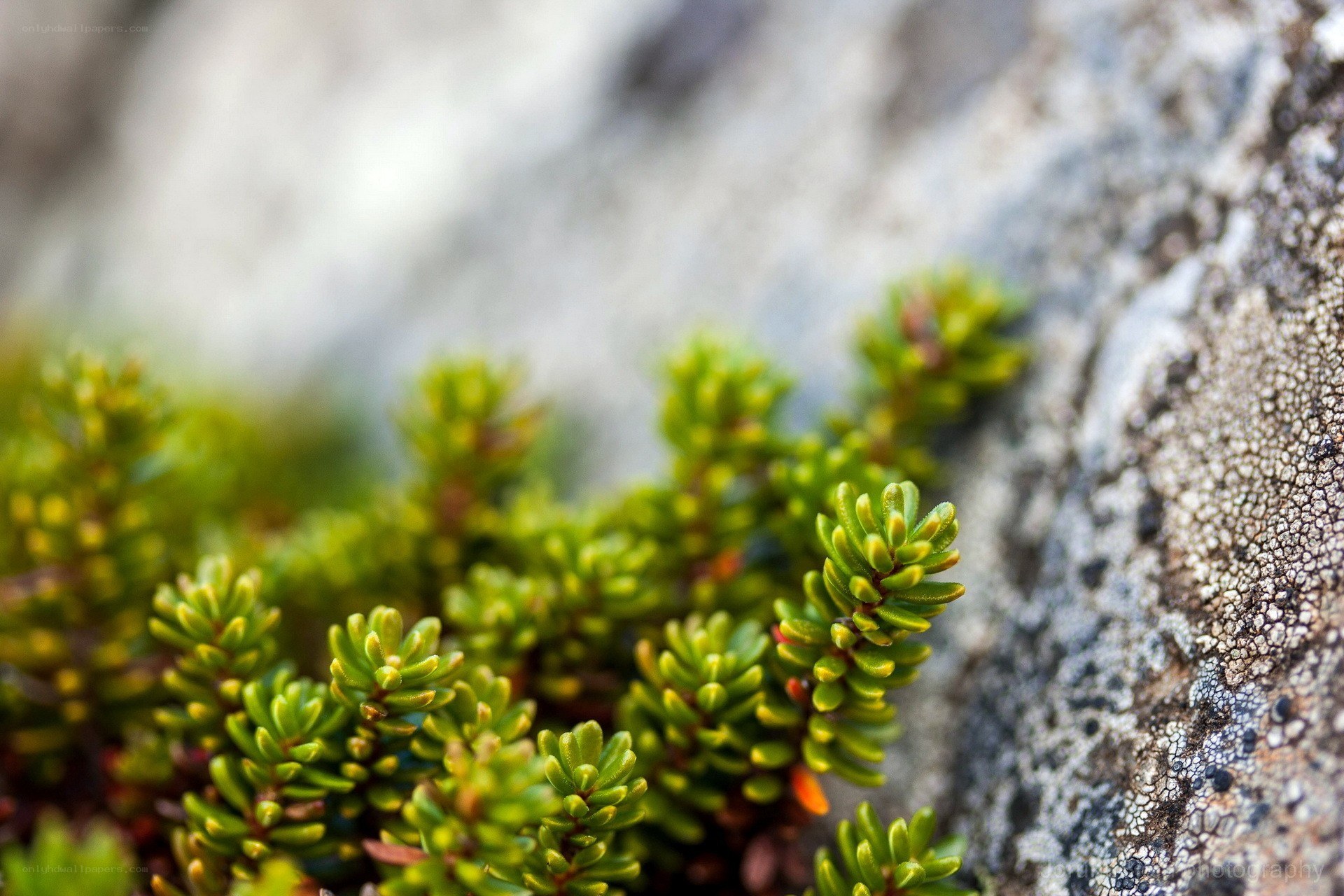 green plant on rocky surface