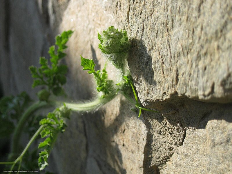 Green Plant on Stone — Natural