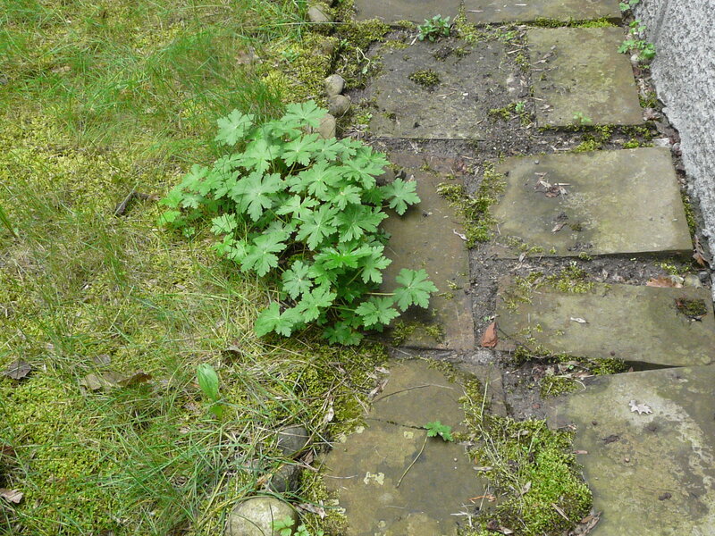Green Plant on Stone Path