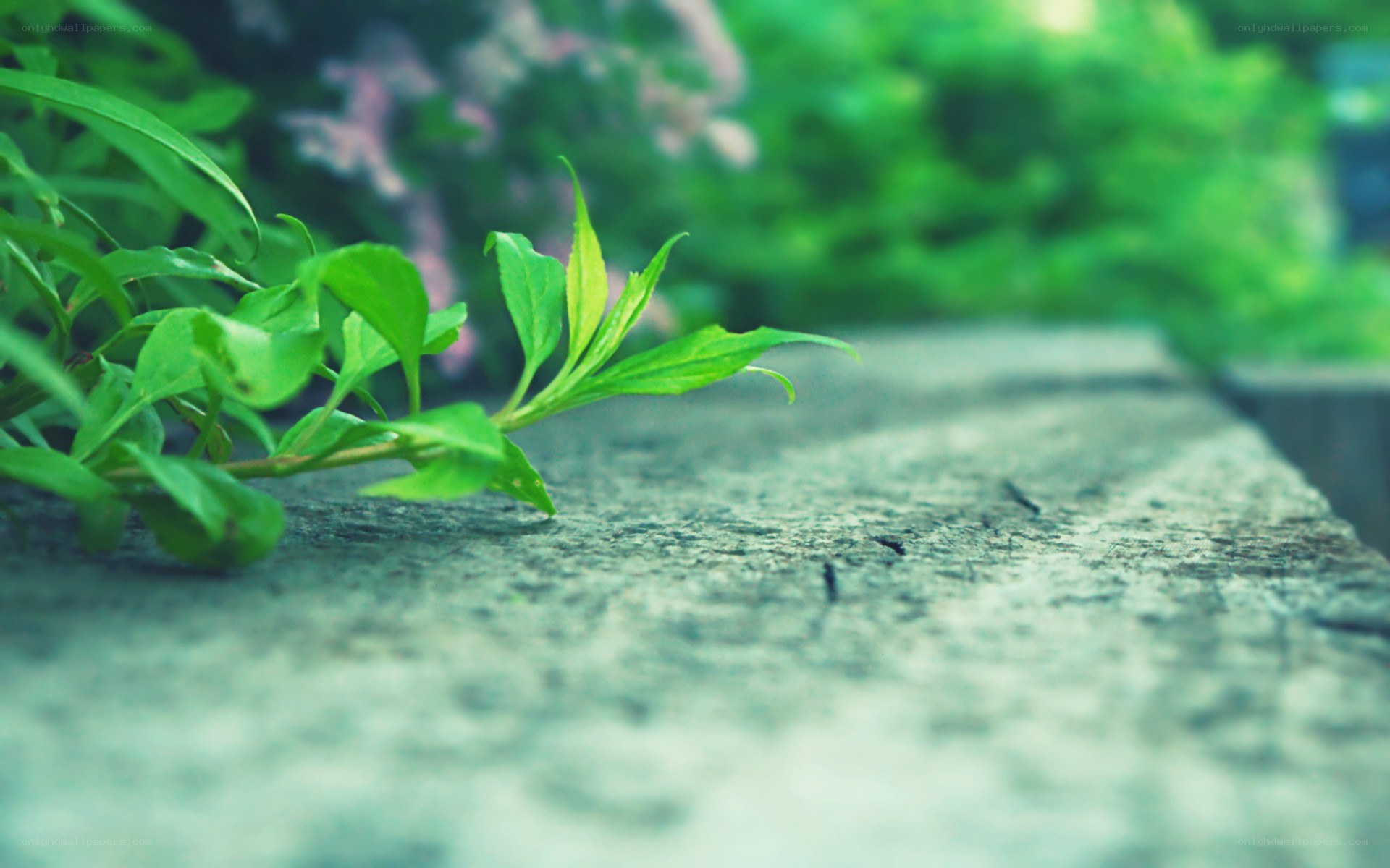 green plant on stone surface
