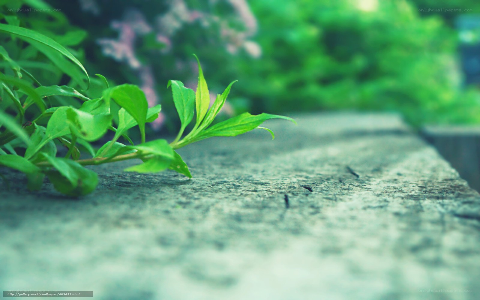 green plant on stone