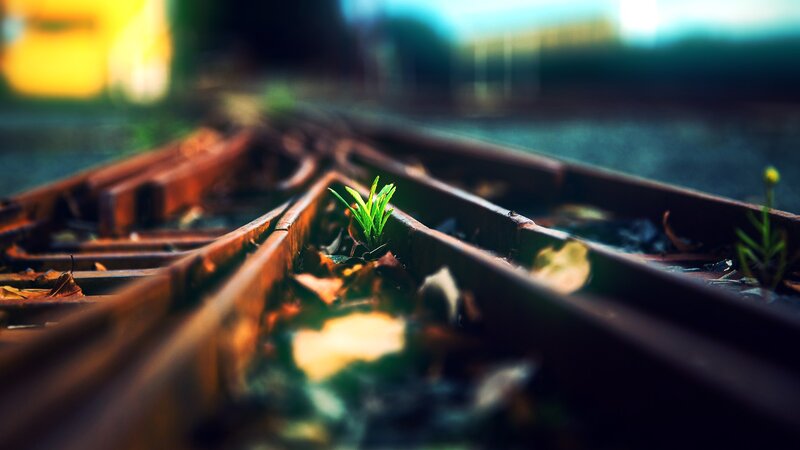 Green Plant on Train Tracks