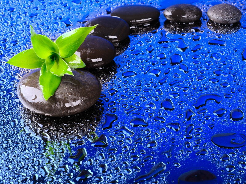 Green Plant on Wet Stones