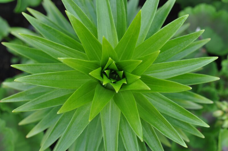 green plant rosette