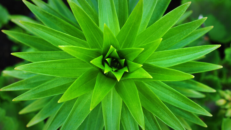 green plant rosette