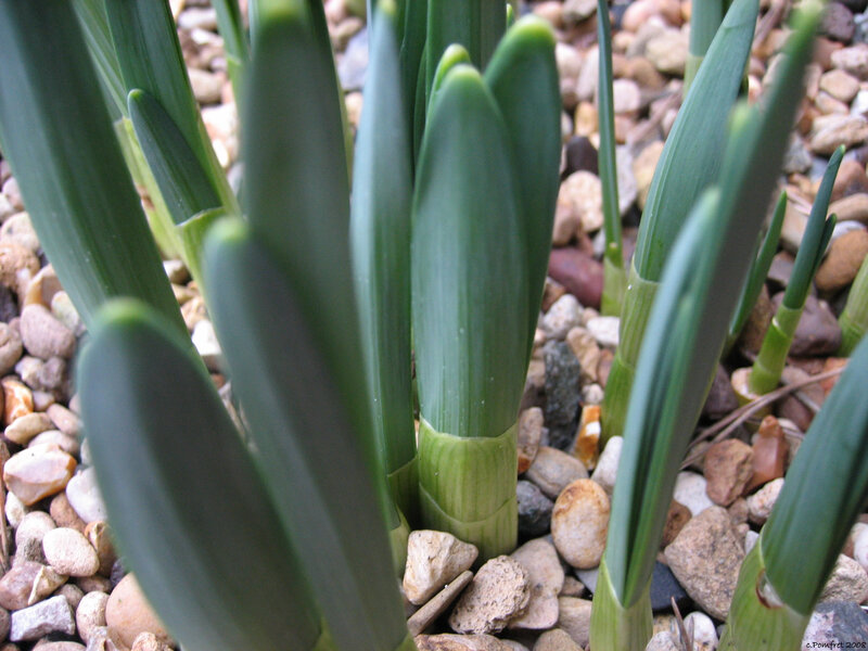 green plant shoots in pebbles