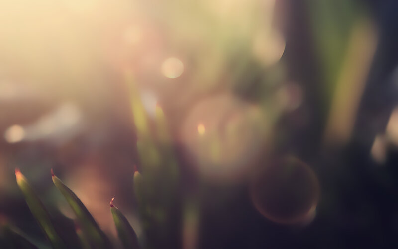 Green Plant Shoots