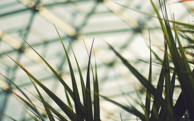 Green plant spikes in a greenhouse