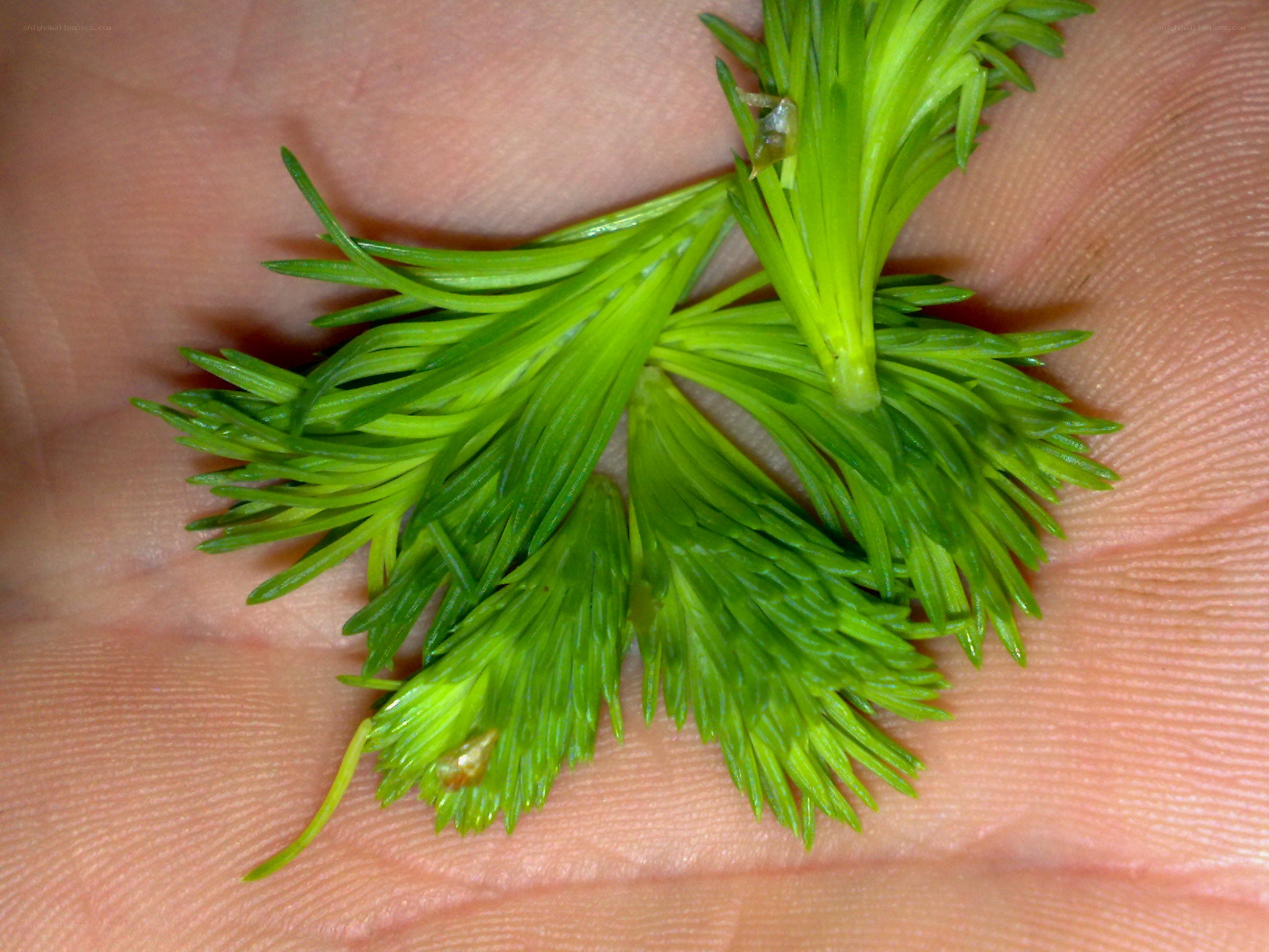 green plant sprigs in hand