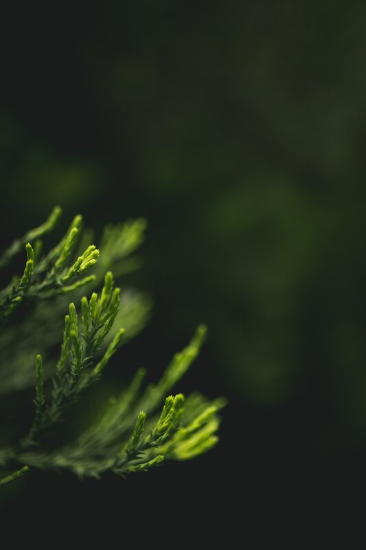 Green Plant Sprigs