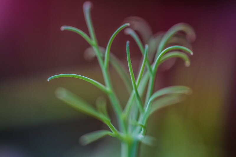 green plant sprout