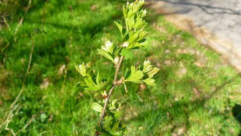 Green Plant Sprout — Calm