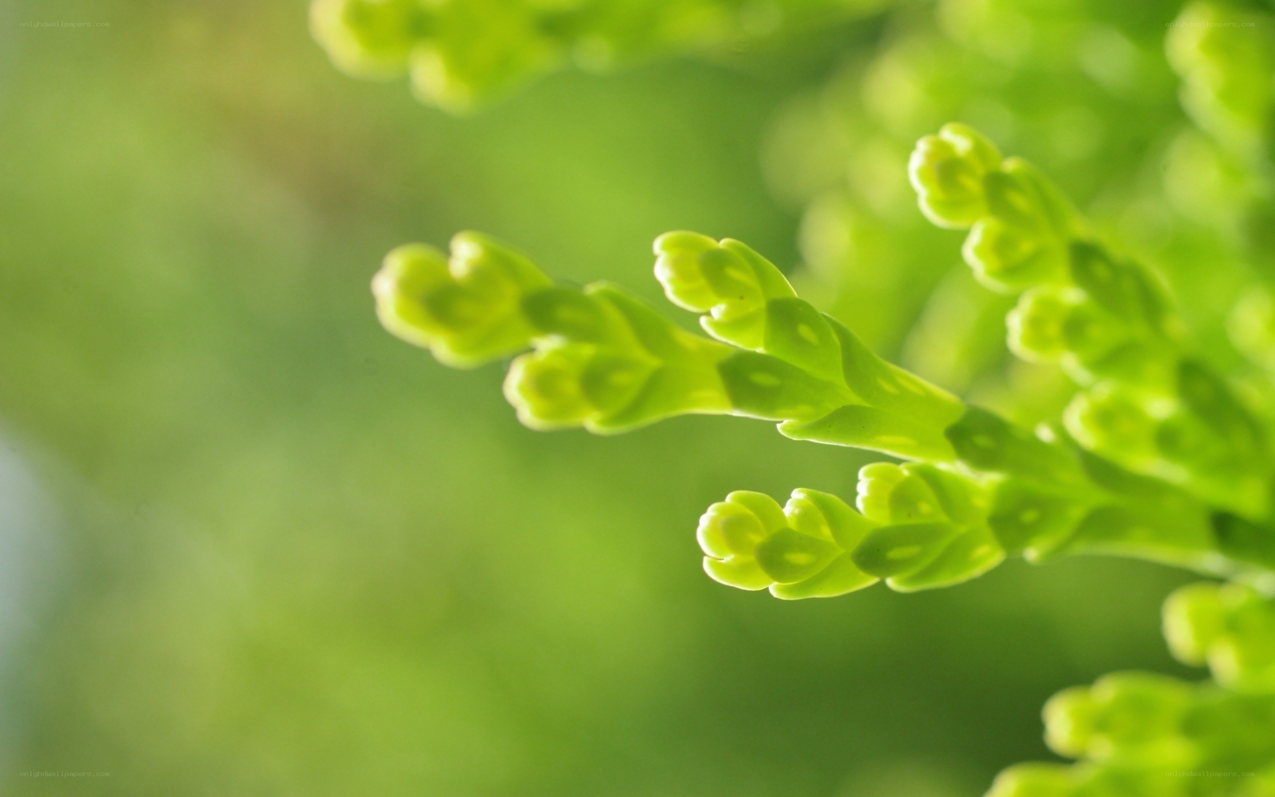 green plant sprout close-up