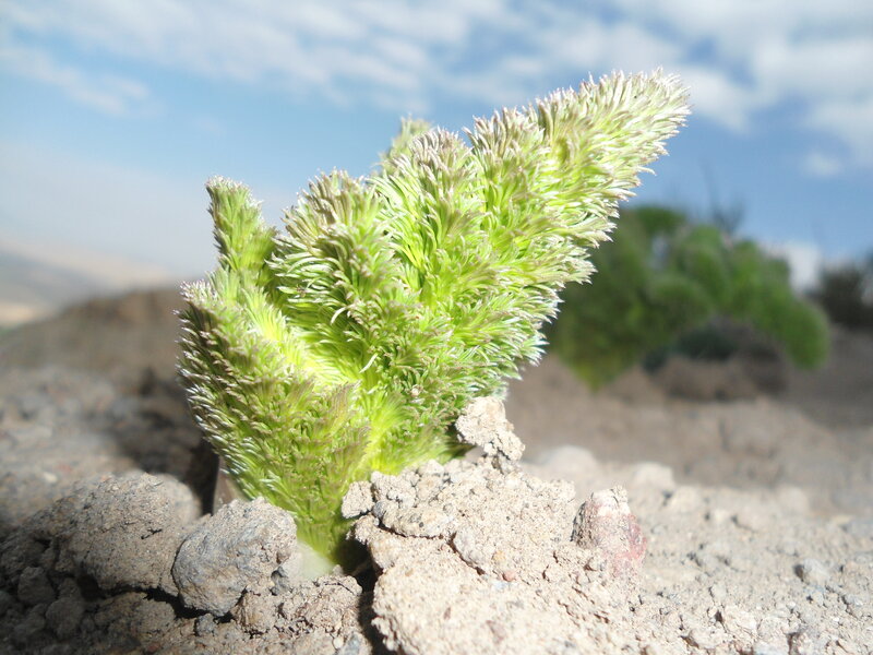 Green Plant Sprout — Natural, Afternoon