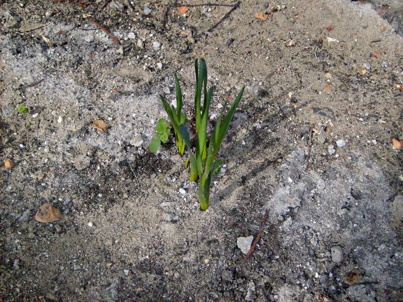 Green Plant Sprout — Natural