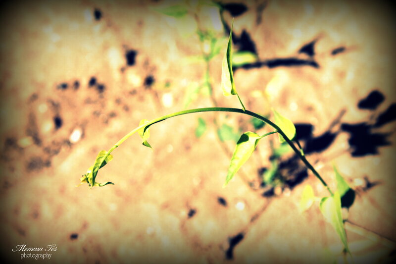 Green Plant Sprout — Serene, Afternoon