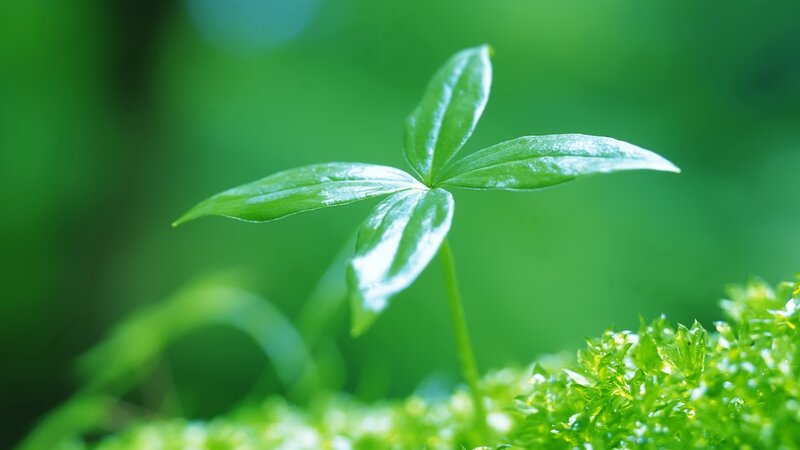 Green Plant Sprout — Serene, Photograph