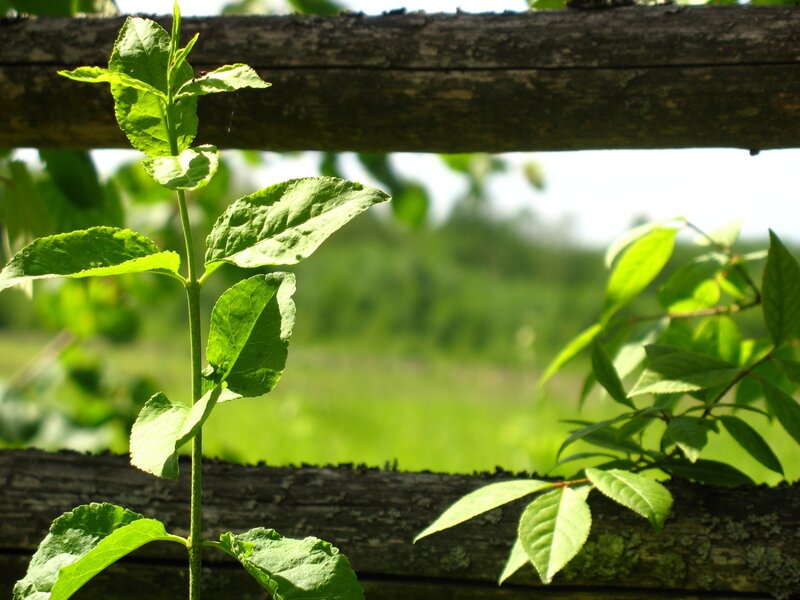 Green Plant Sprout — Serene