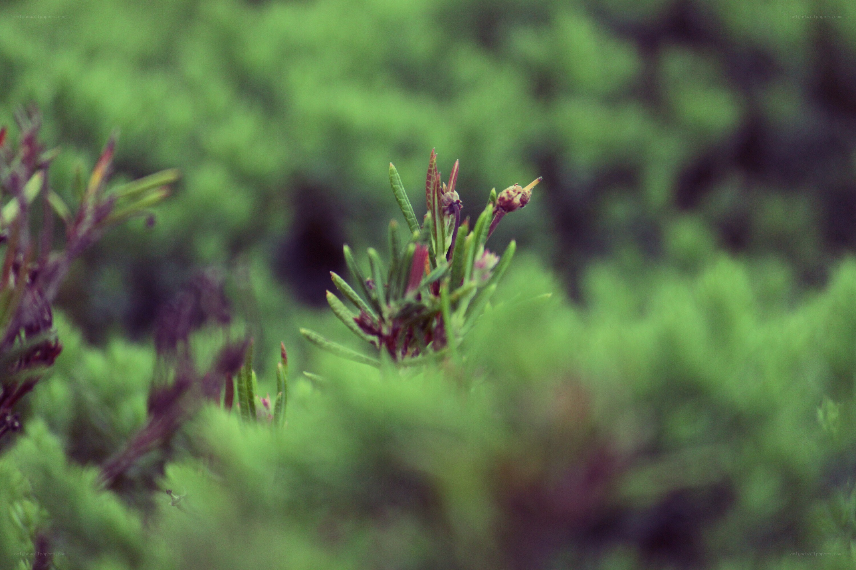green plant sprout